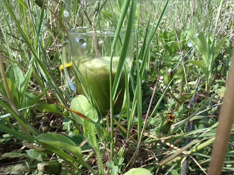 ODKYSELENÍ S ŽIVOU STRAVOU, JÓGOU A MEDITACÍ